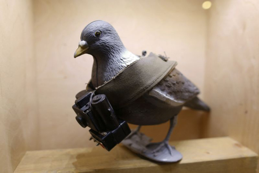 pigeon